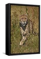 Cheetah (Acinonyx Jubatus), Kruger National Park, South Africa, Africa-James Hager-Framed Stretched Canvas