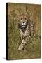 Cheetah (Acinonyx Jubatus), Kruger National Park, South Africa, Africa-James Hager-Stretched Canvas