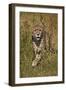 Cheetah (Acinonyx Jubatus), Kruger National Park, South Africa, Africa-James Hager-Framed Photographic Print