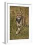 Cheetah (Acinonyx Jubatus), Kruger National Park, South Africa, Africa-James Hager-Framed Photographic Print