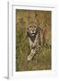 Cheetah (Acinonyx Jubatus), Kruger National Park, South Africa, Africa-James Hager-Framed Photographic Print