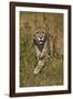 Cheetah (Acinonyx Jubatus), Kruger National Park, South Africa, Africa-James Hager-Framed Photographic Print