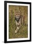 Cheetah (Acinonyx Jubatus), Kruger National Park, South Africa, Africa-James Hager-Framed Photographic Print
