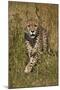 Cheetah (Acinonyx Jubatus), Kruger National Park, South Africa, Africa-James Hager-Mounted Photographic Print