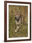 Cheetah (Acinonyx Jubatus), Kruger National Park, South Africa, Africa-James Hager-Framed Photographic Print