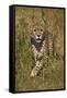 Cheetah (Acinonyx Jubatus), Kruger National Park, South Africa, Africa-James Hager-Framed Stretched Canvas