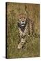 Cheetah (Acinonyx Jubatus), Kruger National Park, South Africa, Africa-James Hager-Stretched Canvas
