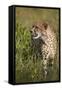 Cheetah (Acinonyx Jubatus), Kruger National Park, South Africa, Africa-James Hager-Framed Stretched Canvas