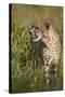 Cheetah (Acinonyx Jubatus), Kruger National Park, South Africa, Africa-James Hager-Stretched Canvas