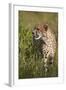 Cheetah (Acinonyx Jubatus), Kruger National Park, South Africa, Africa-James Hager-Framed Photographic Print