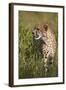 Cheetah (Acinonyx Jubatus), Kruger National Park, South Africa, Africa-James Hager-Framed Photographic Print