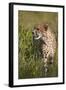 Cheetah (Acinonyx Jubatus), Kruger National Park, South Africa, Africa-James Hager-Framed Photographic Print