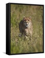 Cheetah (Acinonyx Jubatus), Kruger National Park, South Africa, Africa-James Hager-Framed Stretched Canvas