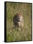 Cheetah (Acinonyx Jubatus), Kruger National Park, South Africa, Africa-James Hager-Framed Stretched Canvas