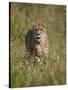Cheetah (Acinonyx Jubatus), Kruger National Park, South Africa, Africa-James Hager-Stretched Canvas