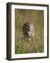 Cheetah (Acinonyx Jubatus), Kruger National Park, South Africa, Africa-James Hager-Framed Photographic Print