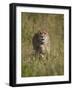 Cheetah (Acinonyx Jubatus), Kruger National Park, South Africa, Africa-James Hager-Framed Photographic Print