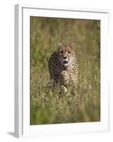 Cheetah (Acinonyx Jubatus), Kruger National Park, South Africa, Africa-James Hager-Framed Photographic Print