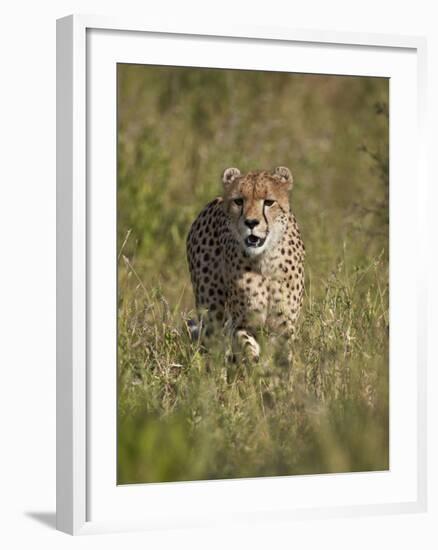 Cheetah (Acinonyx Jubatus), Kruger National Park, South Africa, Africa-James Hager-Framed Photographic Print