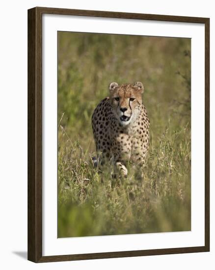 Cheetah (Acinonyx Jubatus), Kruger National Park, South Africa, Africa-James Hager-Framed Photographic Print