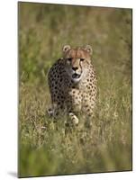 Cheetah (Acinonyx Jubatus), Kruger National Park, South Africa, Africa-James Hager-Mounted Photographic Print