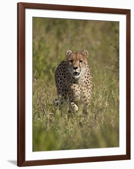 Cheetah (Acinonyx Jubatus), Kruger National Park, South Africa, Africa-James Hager-Framed Photographic Print