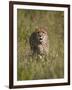 Cheetah (Acinonyx Jubatus), Kruger National Park, South Africa, Africa-James Hager-Framed Photographic Print