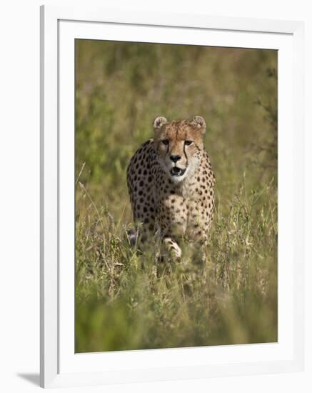 Cheetah (Acinonyx Jubatus), Kruger National Park, South Africa, Africa-James Hager-Framed Photographic Print