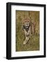 Cheetah (Acinonyx Jubatus), Kruger National Park, South Africa, Africa-James Hager-Framed Photographic Print