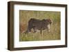 Cheetah (Acinonyx Jubatus), Kruger National Park, South Africa, Africa-James Hager-Framed Photographic Print