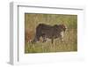 Cheetah (Acinonyx Jubatus), Kruger National Park, South Africa, Africa-James Hager-Framed Photographic Print