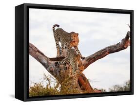 Cheetah (Acinonyx jubatus), Kruger National Park, South Africa, Africa-Christian Kober-Framed Stretched Canvas