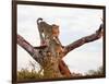 Cheetah (Acinonyx jubatus), Kruger National Park, South Africa, Africa-Christian Kober-Framed Photographic Print