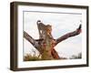 Cheetah (Acinonyx jubatus), Kruger National Park, South Africa, Africa-Christian Kober-Framed Photographic Print