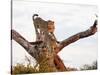 Cheetah (Acinonyx jubatus), Kruger National Park, South Africa, Africa-Christian Kober-Stretched Canvas