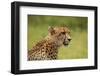 Cheetah (Acinonyx jubatus ), Kruger National Park, South Africa-David Wall-Framed Photographic Print