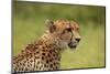 Cheetah (Acinonyx jubatus ), Kruger National Park, South Africa-David Wall-Mounted Photographic Print