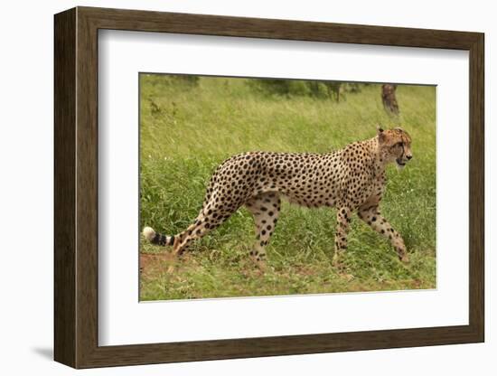 Cheetah (Acinonyx jubatus ), Kruger National Park, South Africa-David Wall-Framed Photographic Print