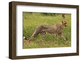 Cheetah (Acinonyx jubatus ), Kruger National Park, South Africa-David Wall-Framed Photographic Print