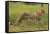 Cheetah (Acinonyx jubatus ), Kruger National Park, South Africa-David Wall-Framed Stretched Canvas