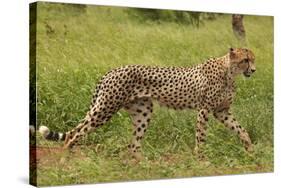 Cheetah (Acinonyx jubatus ), Kruger National Park, South Africa-David Wall-Stretched Canvas