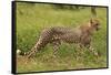 Cheetah (Acinonyx jubatus ), Kruger National Park, South Africa-David Wall-Framed Stretched Canvas