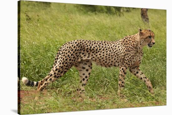 Cheetah (Acinonyx jubatus ), Kruger National Park, South Africa-David Wall-Stretched Canvas