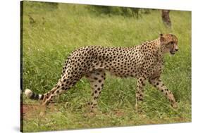 Cheetah (Acinonyx jubatus ), Kruger National Park, South Africa-David Wall-Stretched Canvas