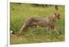 Cheetah (Acinonyx jubatus ), Kruger National Park, South Africa-David Wall-Framed Photographic Print