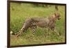 Cheetah (Acinonyx jubatus ), Kruger National Park, South Africa-David Wall-Framed Photographic Print