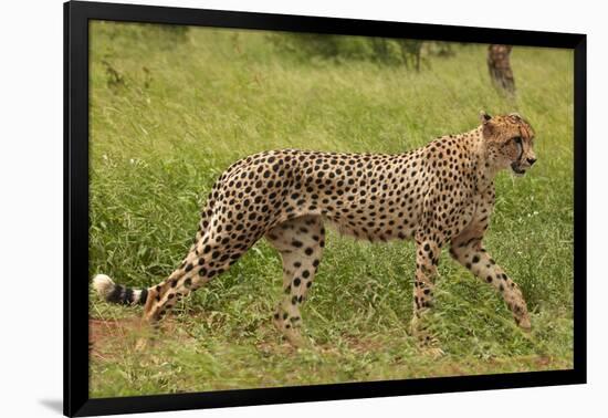 Cheetah (Acinonyx jubatus ), Kruger National Park, South Africa-David Wall-Framed Photographic Print