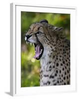 Cheetah, Acinonyx Jubatus, Male, Yawninging-Andreas Keil-Framed Photographic Print