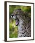 Cheetah, Acinonyx Jubatus, Male, Yawninging-Andreas Keil-Framed Photographic Print