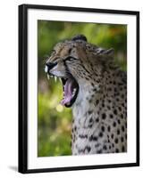 Cheetah, Acinonyx Jubatus, Male, Yawninging-Andreas Keil-Framed Photographic Print